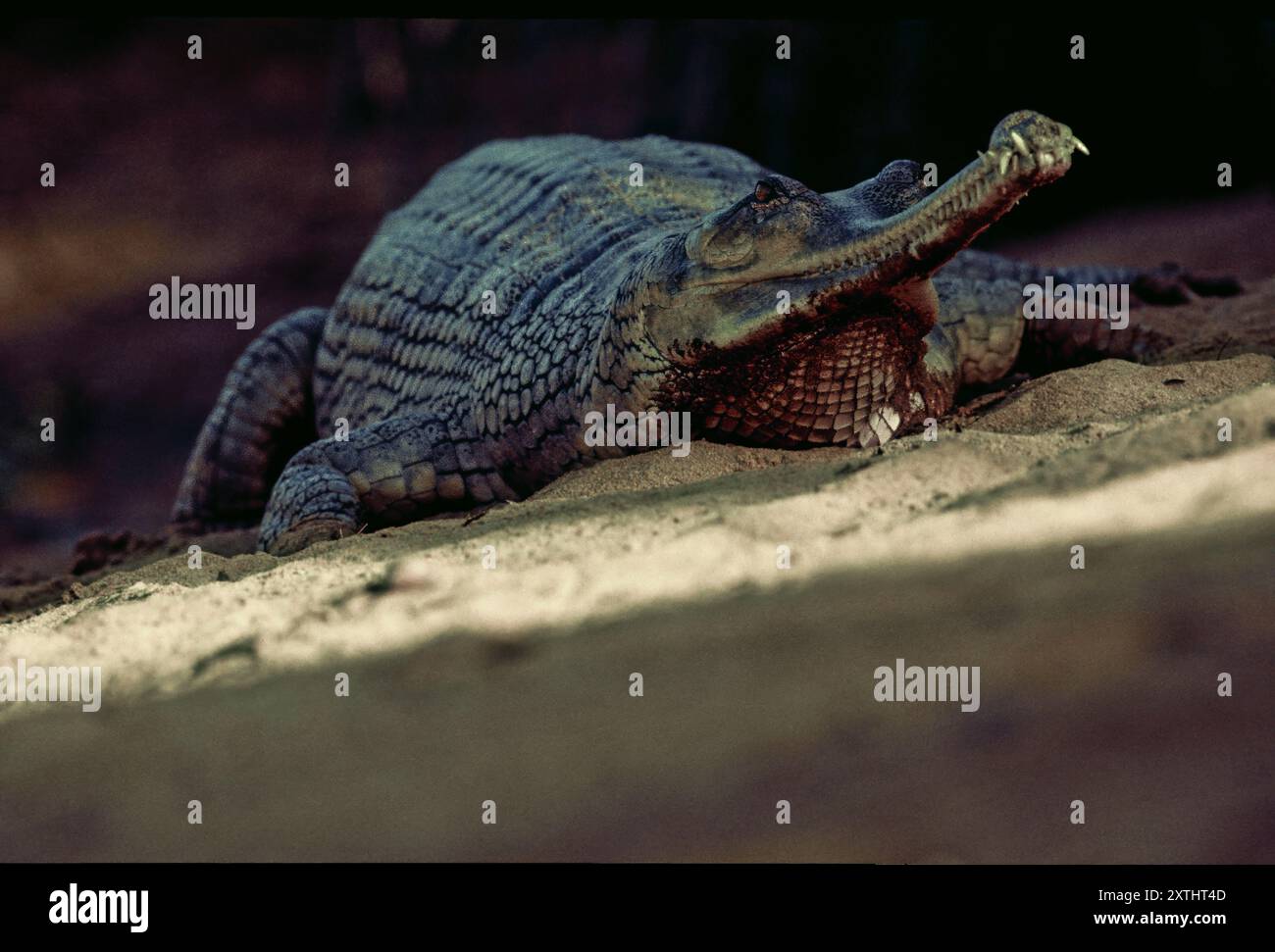 Das Gavial, auch bekannt als Gavial oder fischfressendes Krokodil, ist ein Krokodil der Familie Gavialidae und einer der längsten lebenden Krokodile. Stockfoto