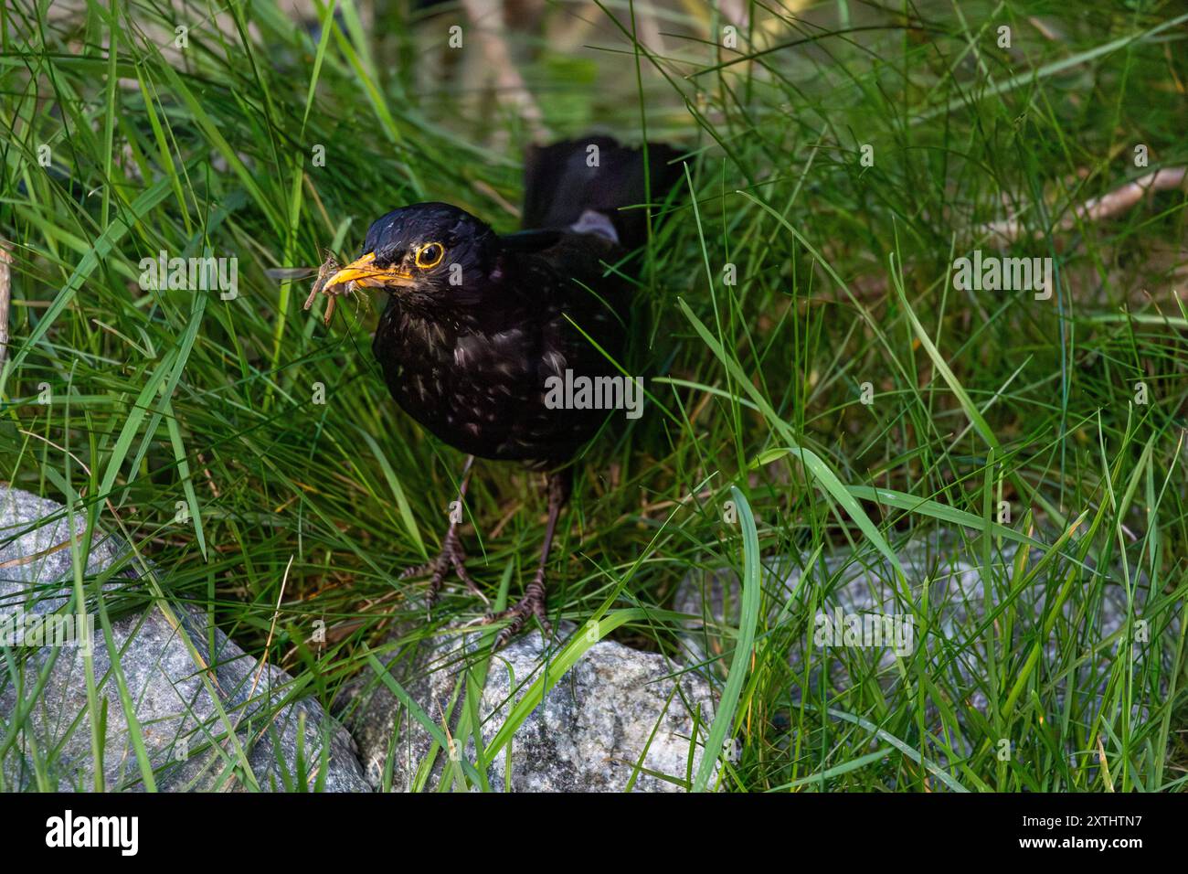 Schwarzvogel mit einem frischen Fang in hohem grünen Gras Stockfoto