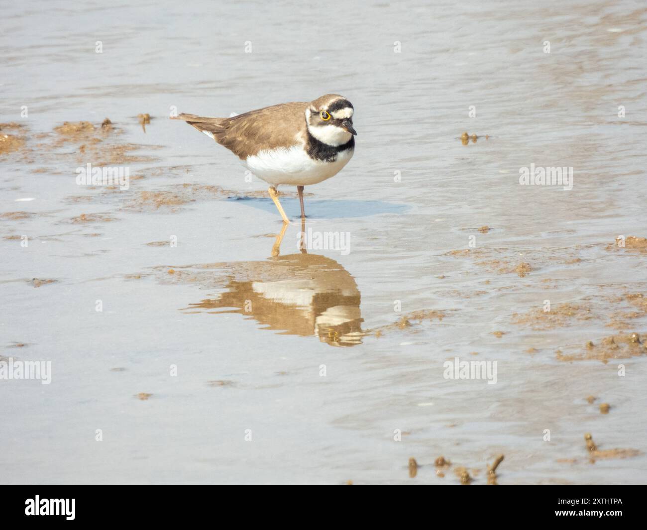 Kleiner Ringpfeifvogel (Charadrius dubius) fotografiert im Naturschutzgebiet „Etang de Villepey“ in Fréjus, Südfrankreich. Stockfoto