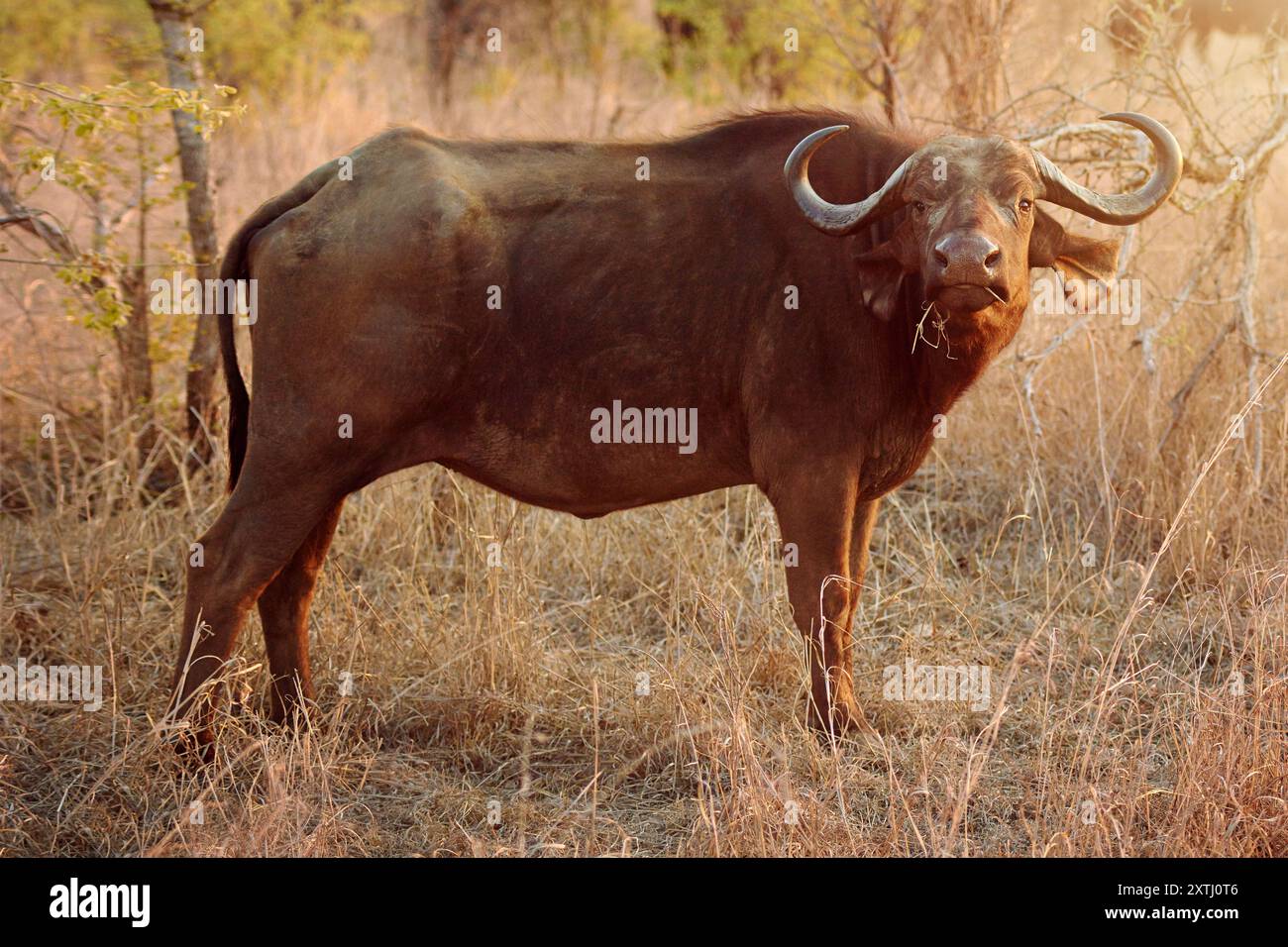 Wildtiere, Porträt und Büffel in Naturhabitat zum Verzehr von Gras, Anpassungsfähigkeit und Safari zum Artenschutz. Draußen, Big Five und Tier drin Stockfoto