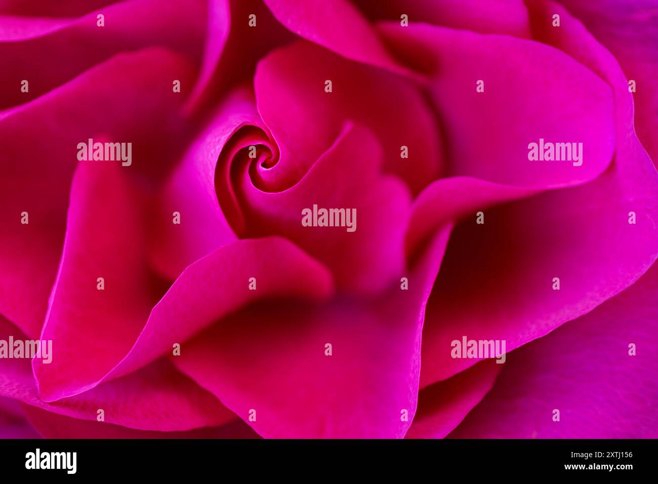 Vollbild-Nahaufnahme mit rosa oder magentafarbenen Rosenblättern, abstrakter romantischer Hintergrund. Lebendige, auffällige und sexy Farben. Gut für Poster oder Leinwandbilder im Schlafzimmer Stockfoto