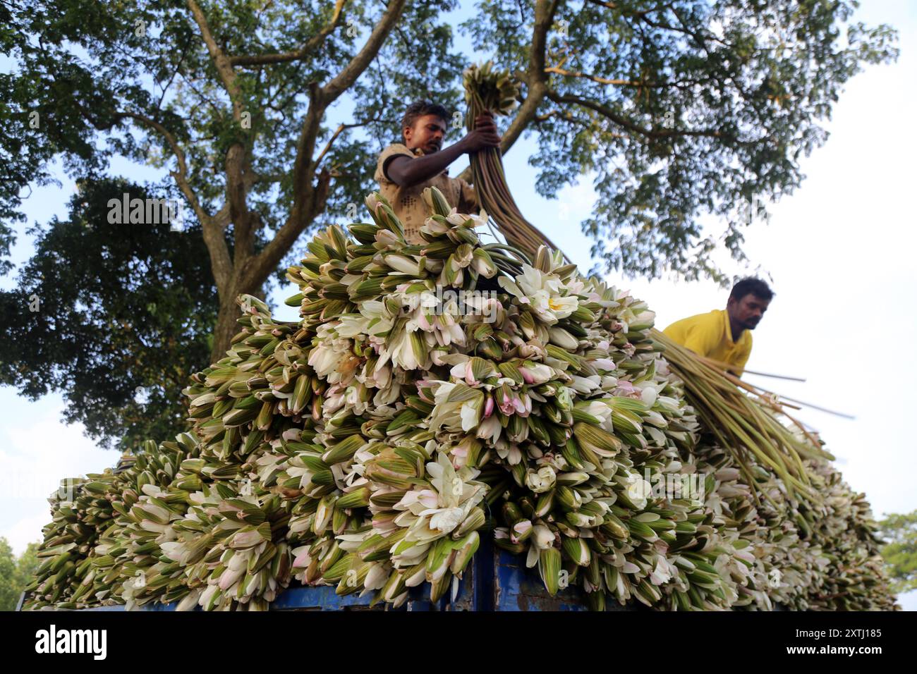 Munshiganj. August 2024. Menschen laden frisch gesammelte Seerosen in Munshiganj, Bangladesch, 13. August 2024 hoch. Wasserlililien oder Shapla-Blumen, Bangladesche Nationalblume und auch ein köstliches Gemüse sind von Mitte des Monsuns bis Spätherbst erhältlich. Quelle: Xinhua/Alamy Live News Stockfoto