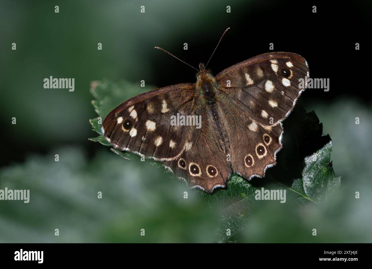 Gesprenkelter Holzschmetterling – Pararge Aegeria – auf Blatt im Wald Stockfoto