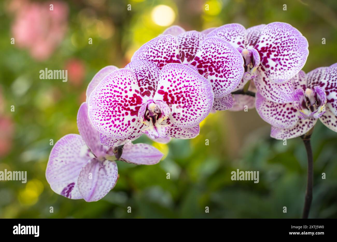 Eine zarte Orchidee mit violetten Flecken blüht anmutig vor einem verschwommenen grünen Laubhintergrund Stockfoto