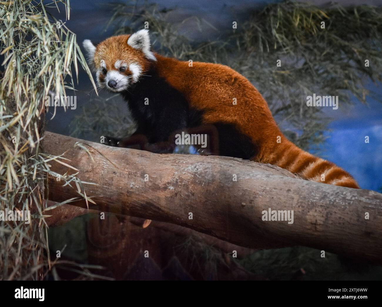 Batu City, Ost-Java, Indonesien. August 2024. Neue Kollektion Ein roter Pandabame Kaito (Ailurus fulgens styani) in einem speziellen klimatisierten Gehege im Batu Secret Zoo in Ost-Java, Indonesien, am 15. August 2024. Der zwei Jahre alte rote Panda wurde aus dem Tama Zoological Park in Japan als Schutzmaßnahme verlegt. (Kreditbild: © Aman Rochman/ZUMA Press Wire) NUR REDAKTIONELLE VERWENDUNG! Nicht für kommerzielle ZWECKE! Stockfoto