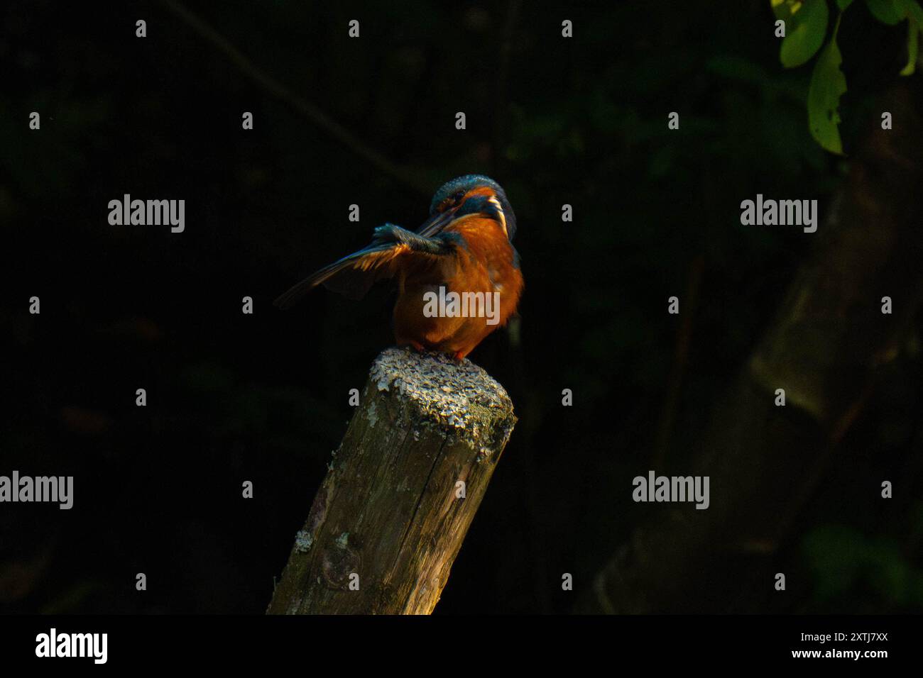 Der gewöhnliche eisvogel (Alcedo atthis) löst seine Federn Stockfoto