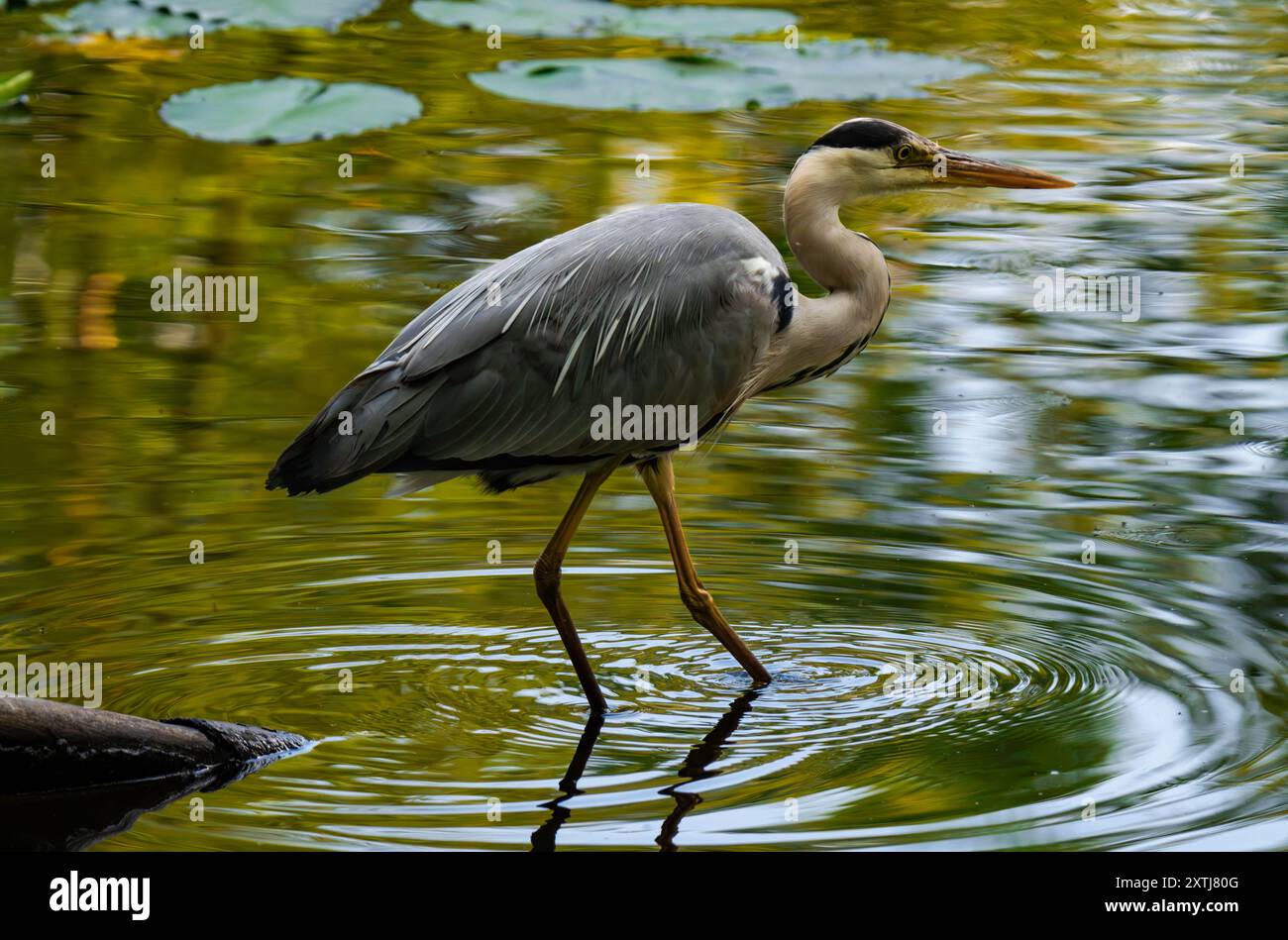 Grauer Reiher, der in einem Teich steht Stockfoto