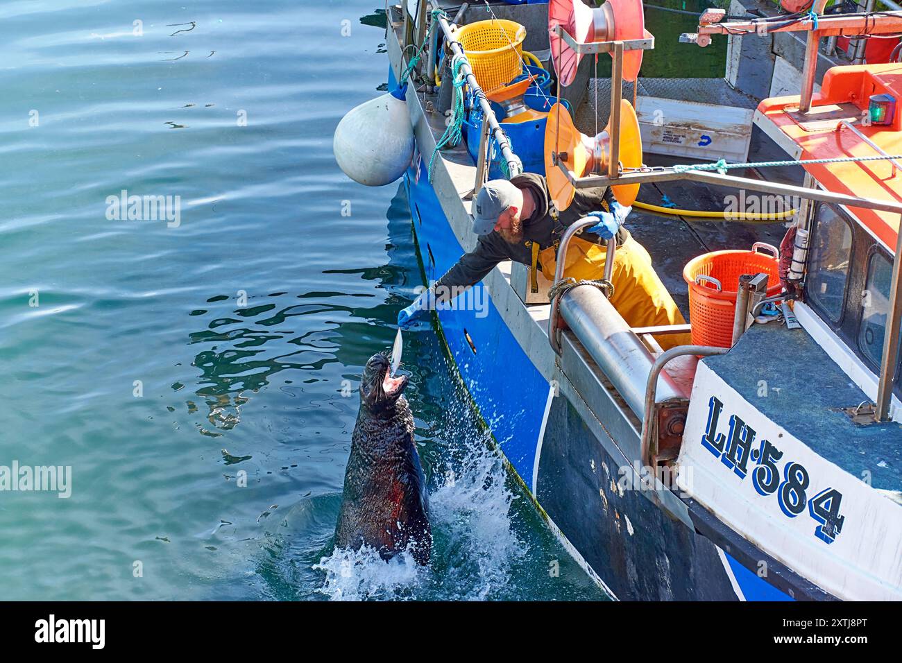 Fraserburgh Harbour Aberdeenshire Schottland ein Seehundmund, der einen Fisch aus der Hand eines Fischers nimmt Stockfoto