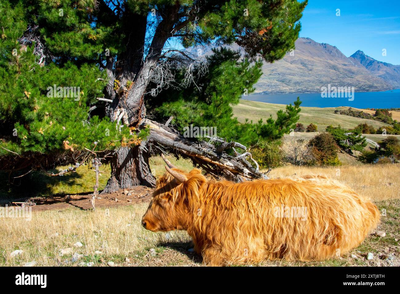 Highland Cattle in Deer Park Heights - Queenstown - Neuseeland Stockfoto