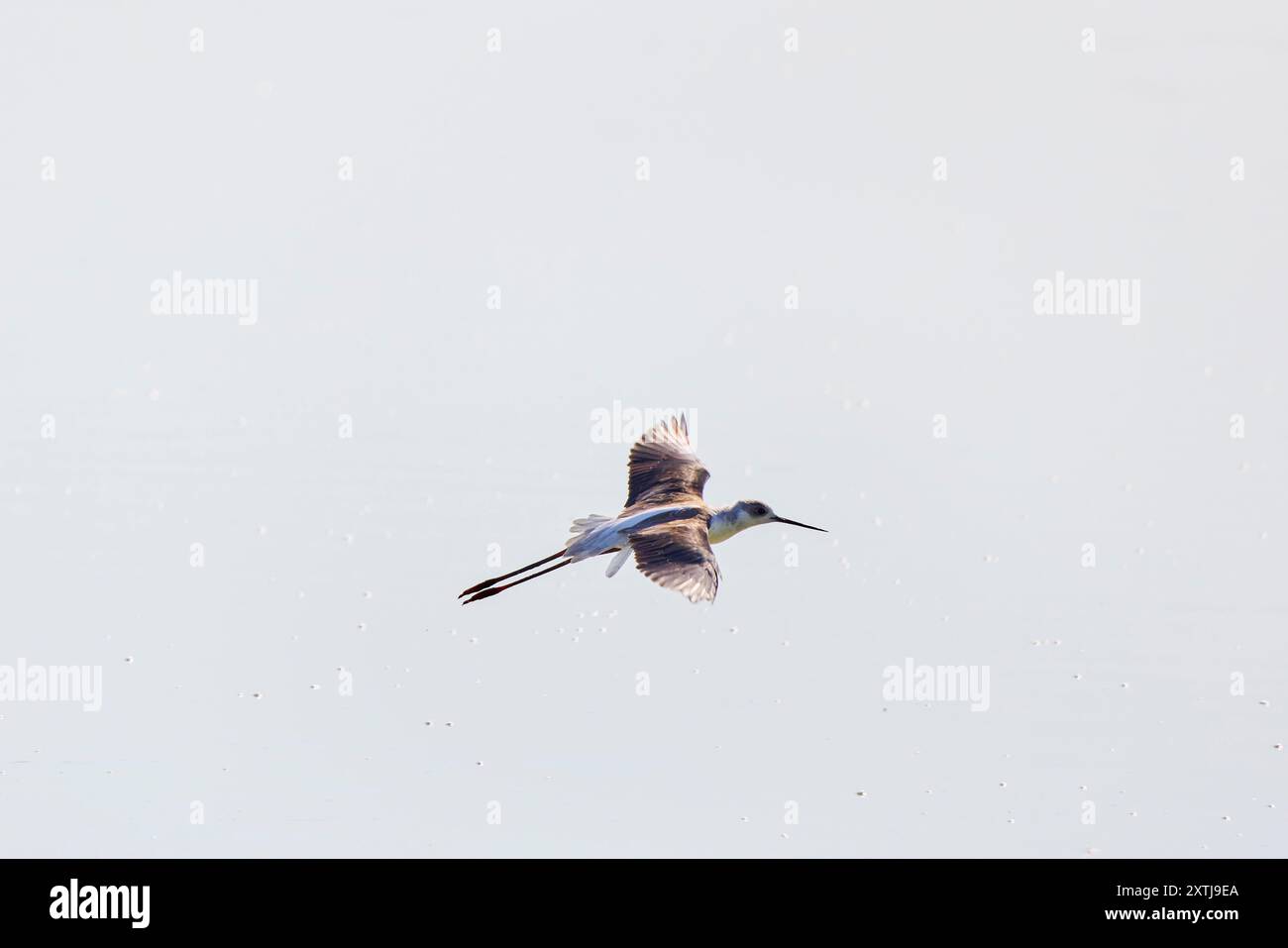 (Himantopus himantopus) im Flug über einen See Stockfoto