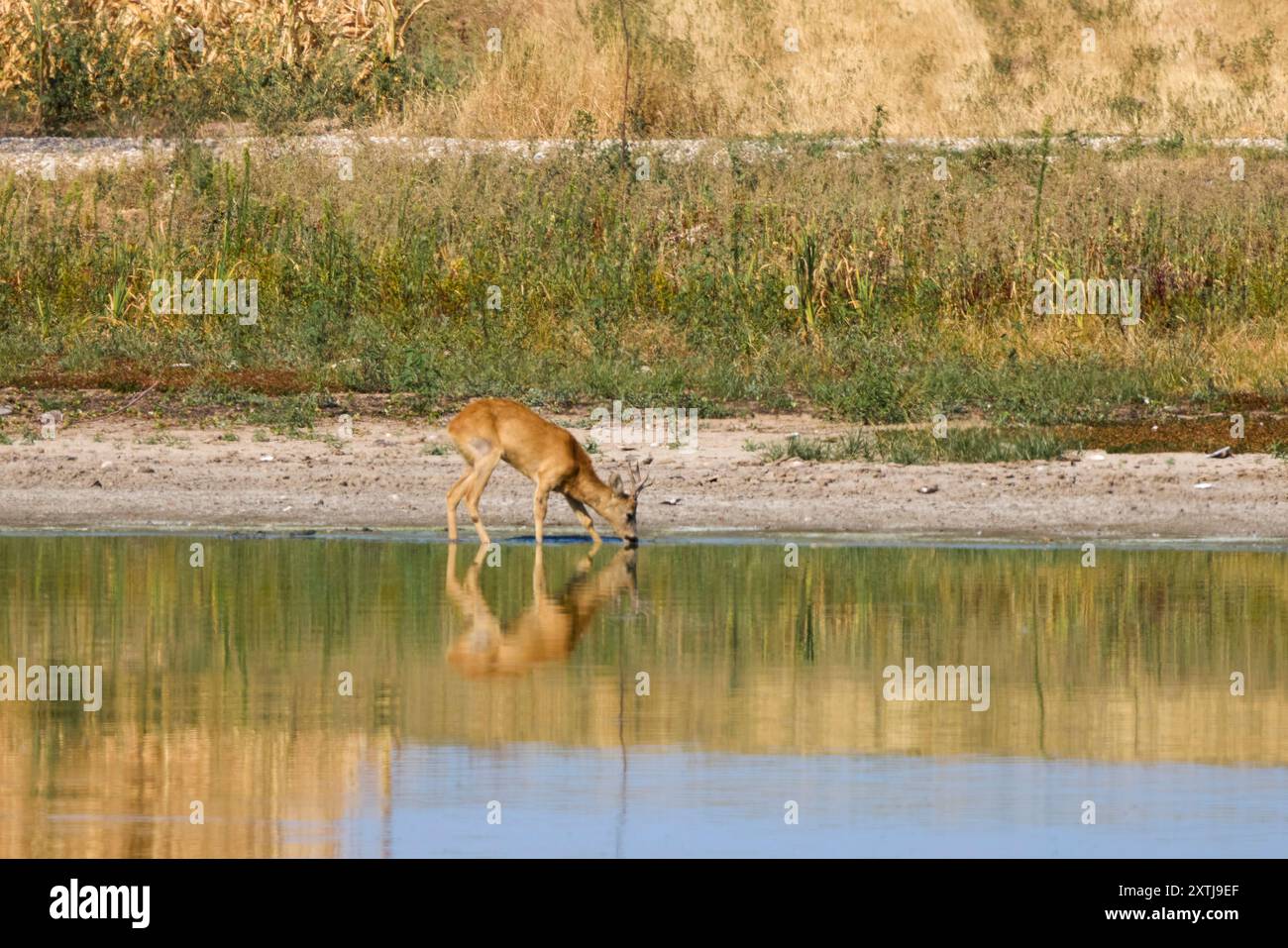 Ein Hirsch trinkt Wasser aus einem See. Stockfoto