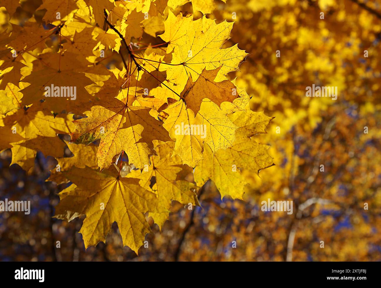 Goldenen Laub der hellen Herbst Ahorn Stockfoto