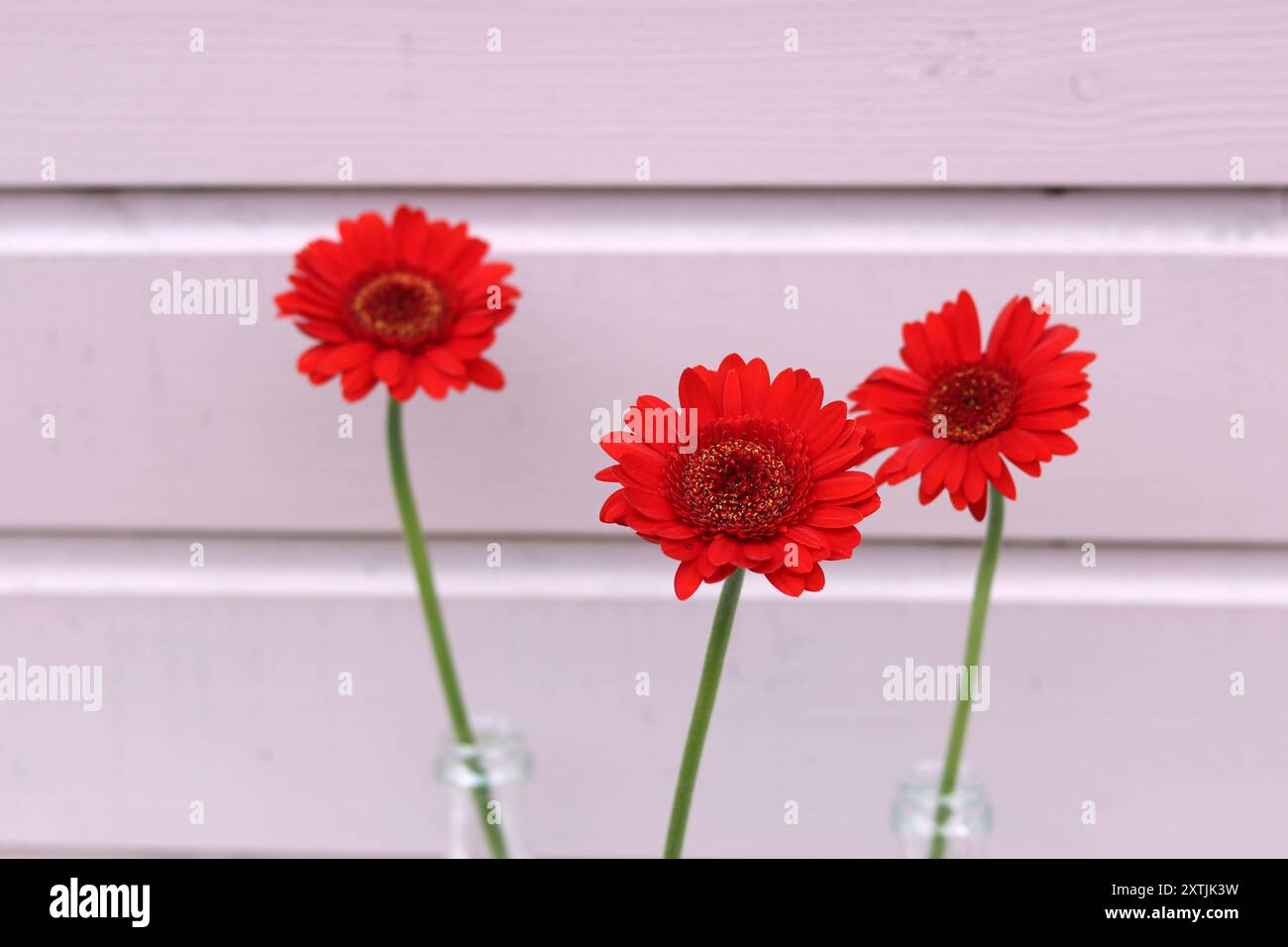 Einfaches Stillleben mit roten Blumen. Drei rote Gerbera-Blüten in einer Glasflasche vor rosa hölzernem Hintergrund mit Kopierraum. Stockfoto