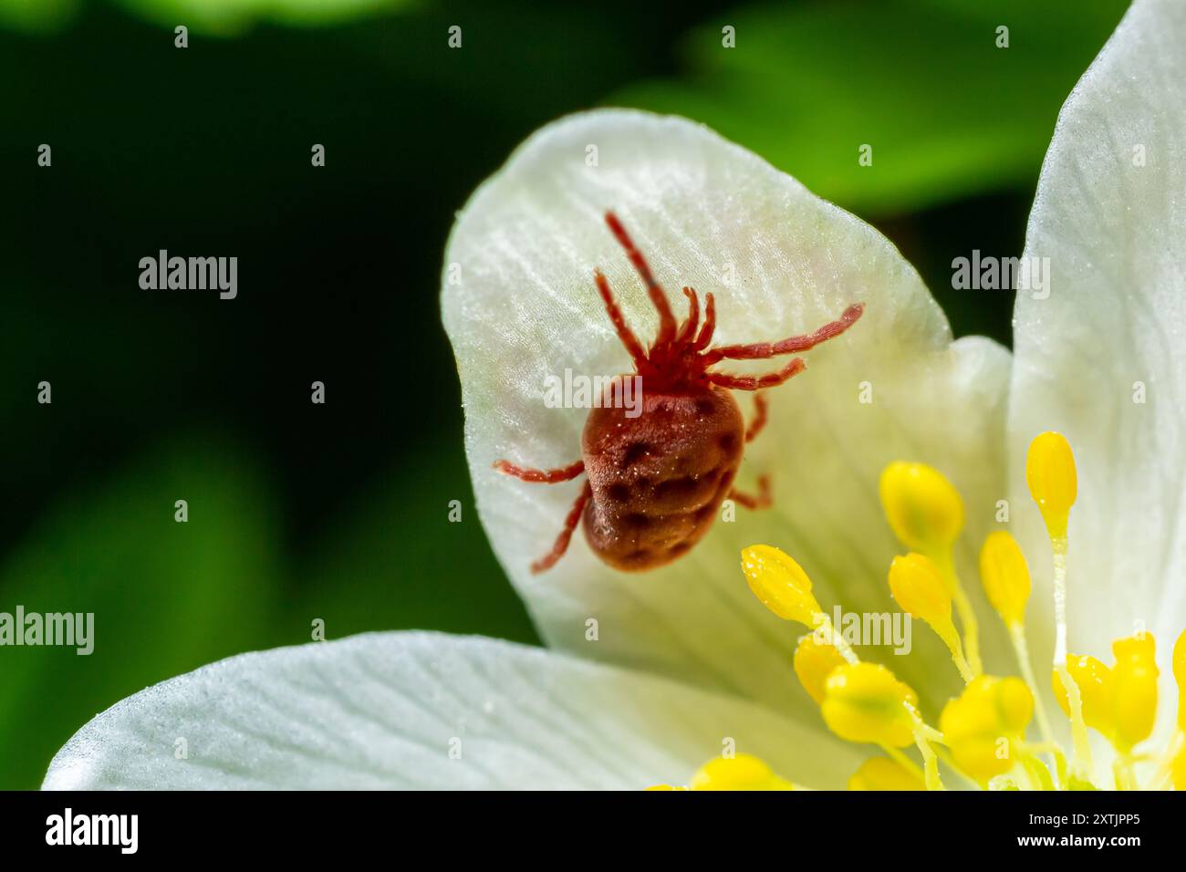 Nahaufnahme von Makro-Rotsamtmilbe oder Trombidiidae in natürlicher Umgebung auf einer weißen Anemonblume. Stockfoto