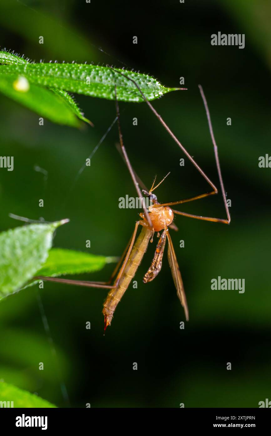 Das Insekt, der Limonienstorch, hat einen sehr kleinen Körper mit orangener Färbung und langen Stelzenbeinen und großen schwarzen Augäpfeln. Stockfoto