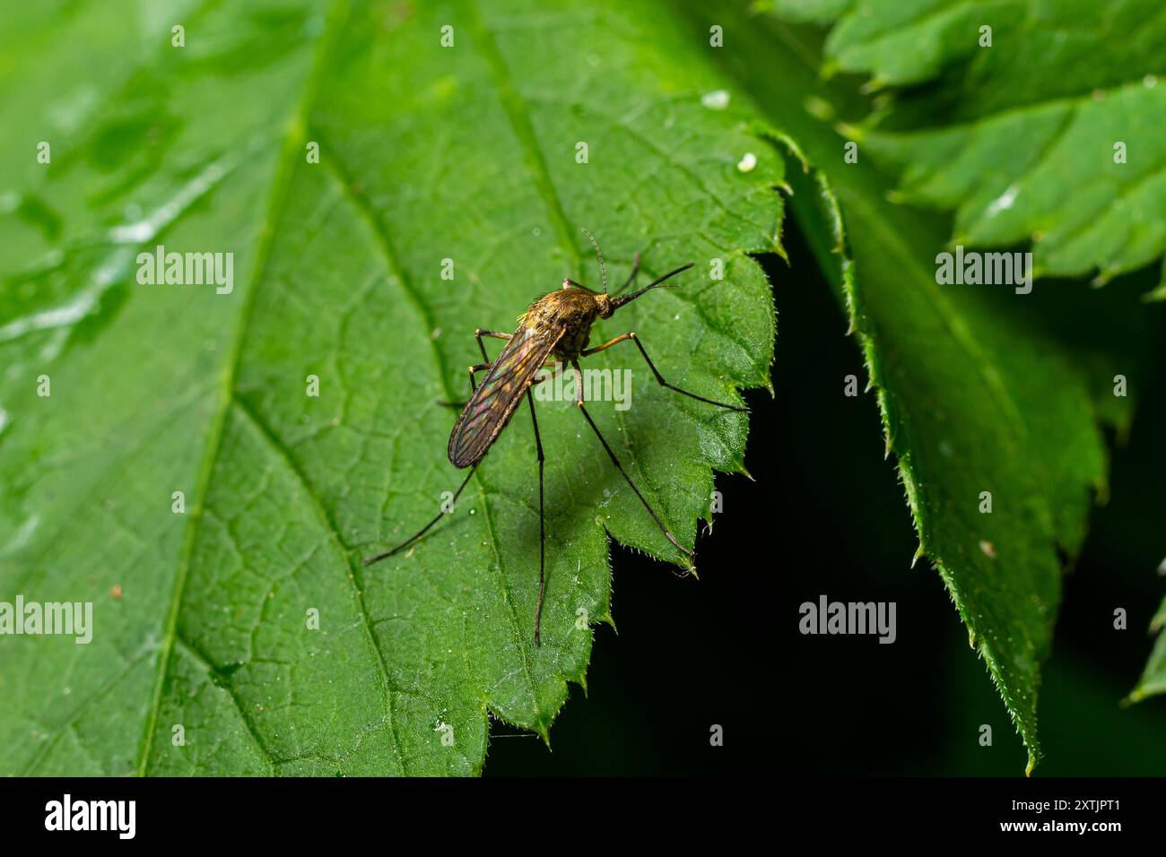 Makronormale weibliche Mücke isoliert auf grünem Blatt. Stockfoto