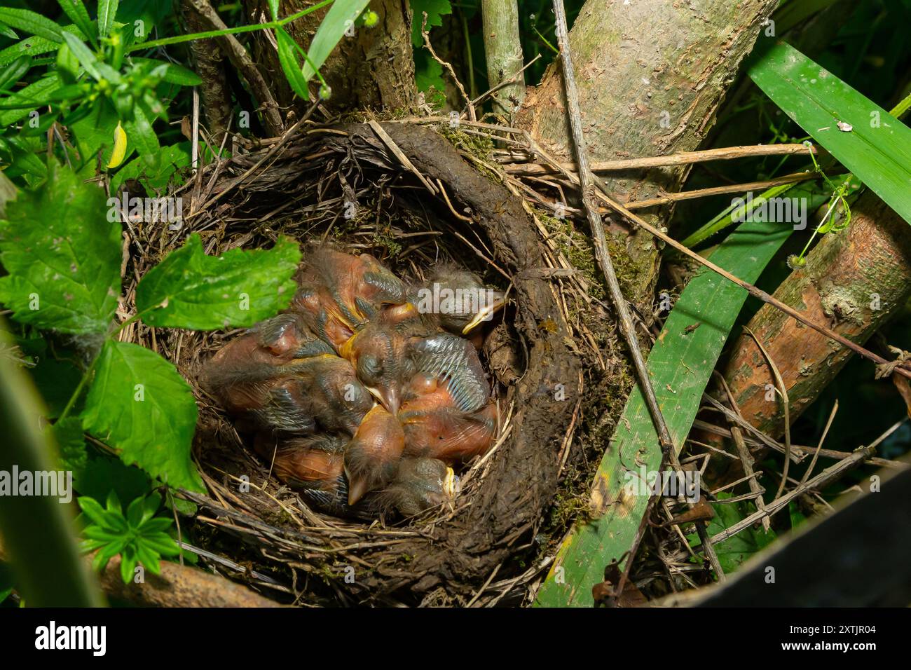 Babyvögel in den Nestvögeln und Nebeldrosseln. Drosseln. Stockfoto