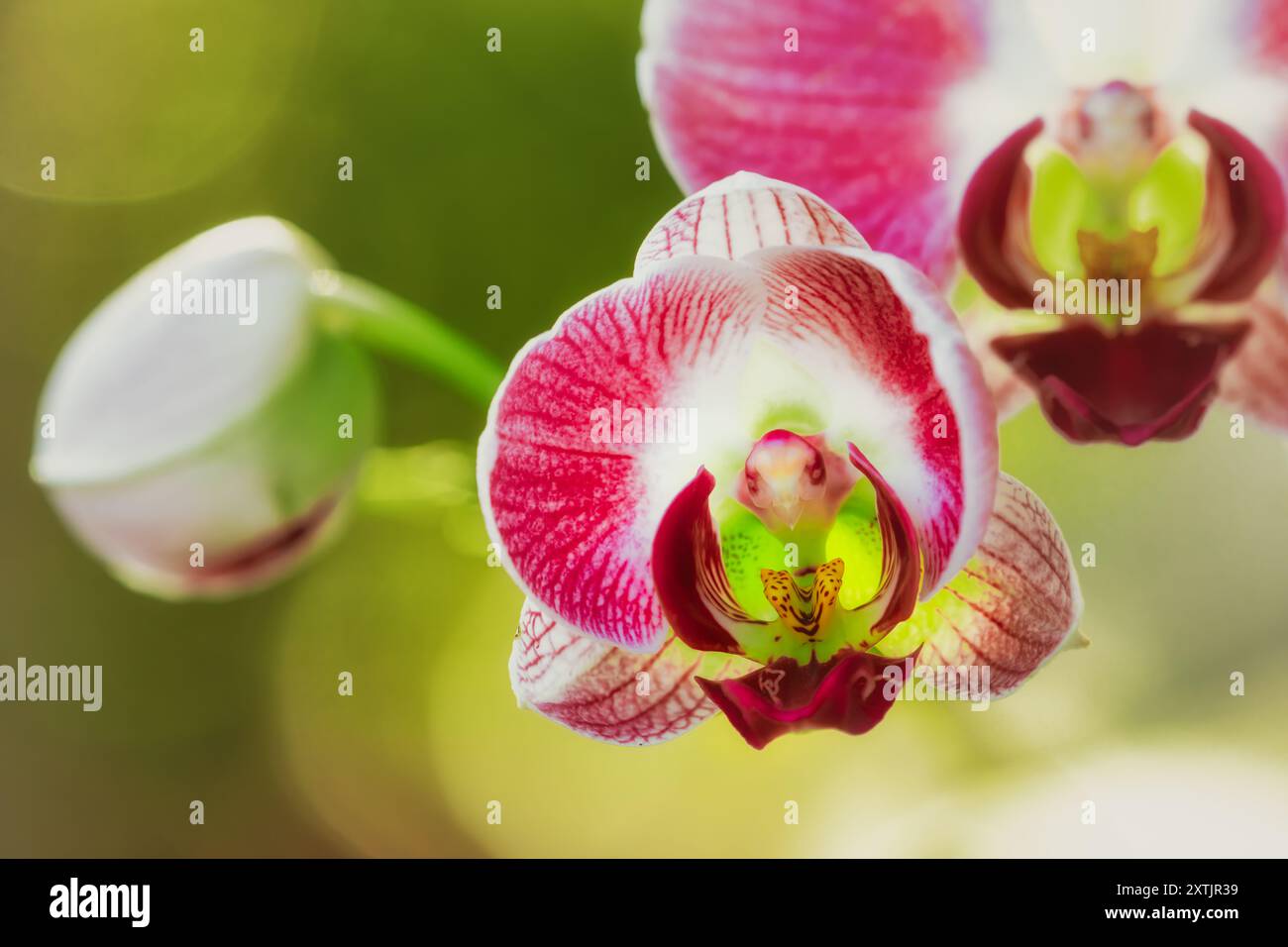 Ein Nahaufnahme-Foto zeigt die zarten Details einer rosa und weißen Orchidee vor einem verschwommenen grünen Hintergrund. Stockfoto