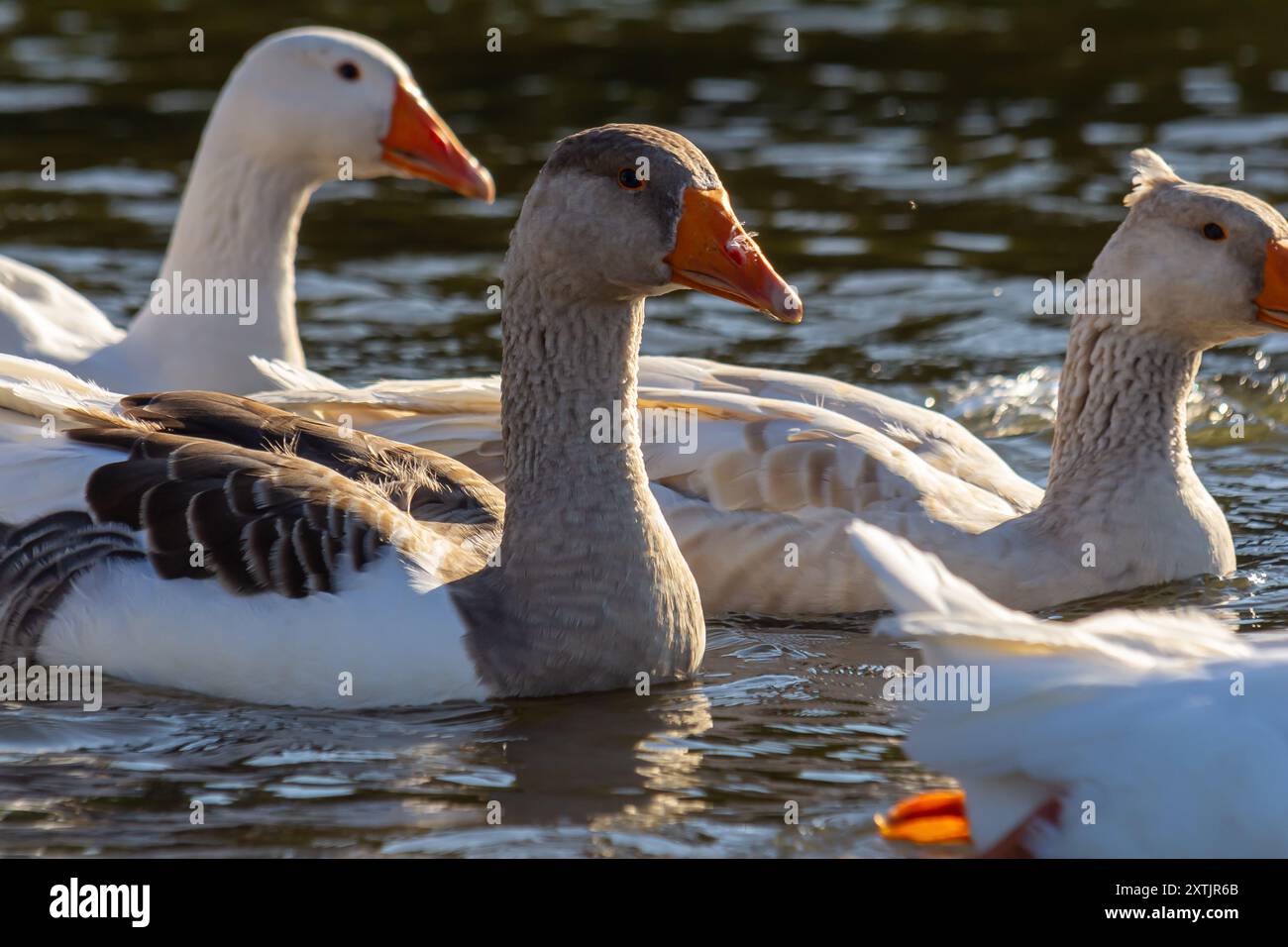 Eine Hausgans ist eine Gans, die Menschen domestiziert und für Fleisch, Eier oder Daunenfedern gehalten haben. Hausgänse wurden durch se abgeleitet Stockfoto