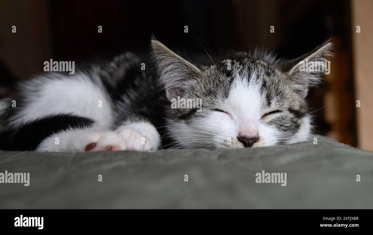 Nahaufnahme eines friedlichen Kätzchens, das schläft und seine zarten Merkmale und sein weiches Fell in einer ruhigen Ruheposition zeigt Stockfoto