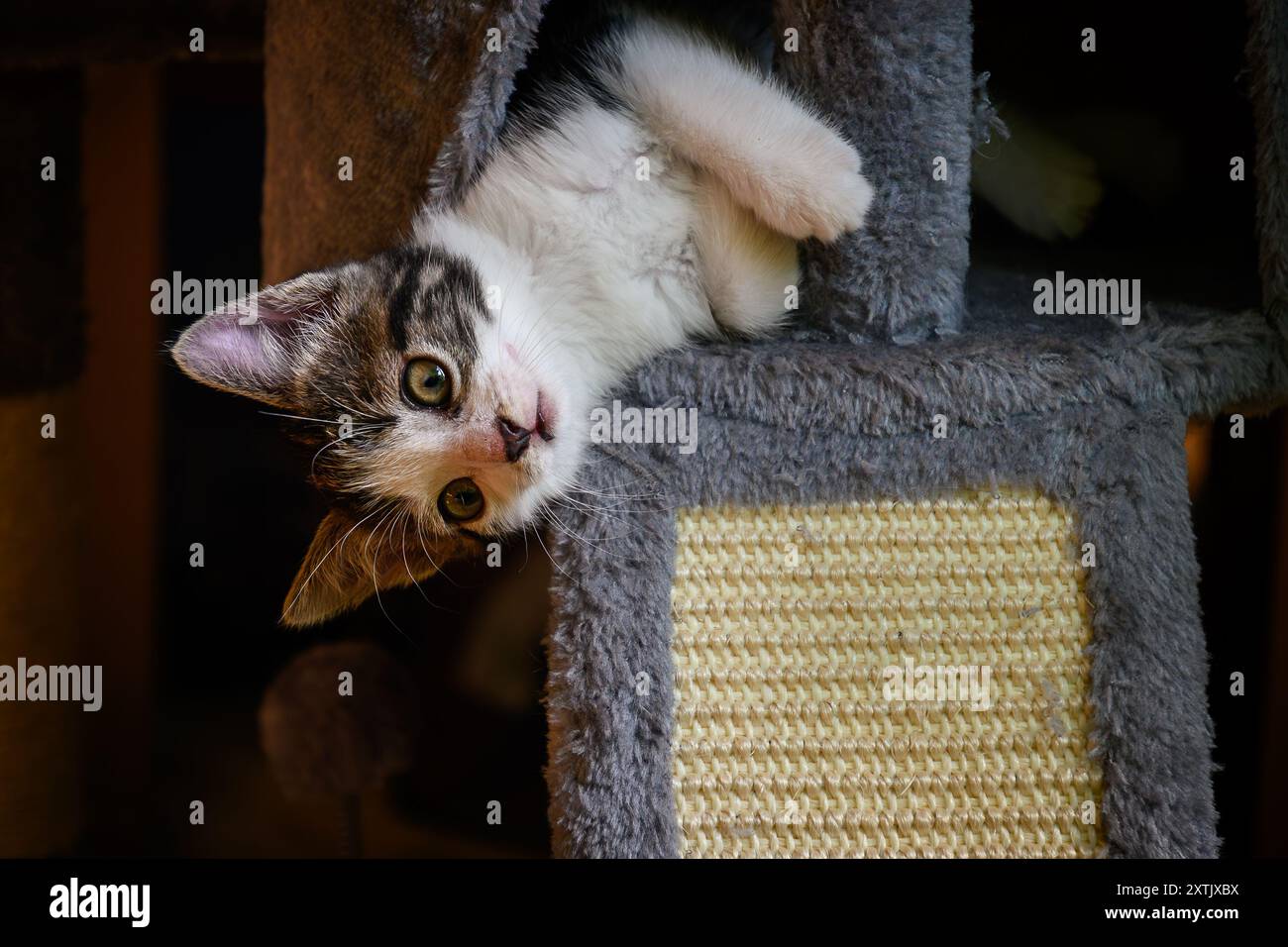 Ein entzückendes Kätzchen, das kopfüber von seinem Katzenbaum blickt Stockfoto