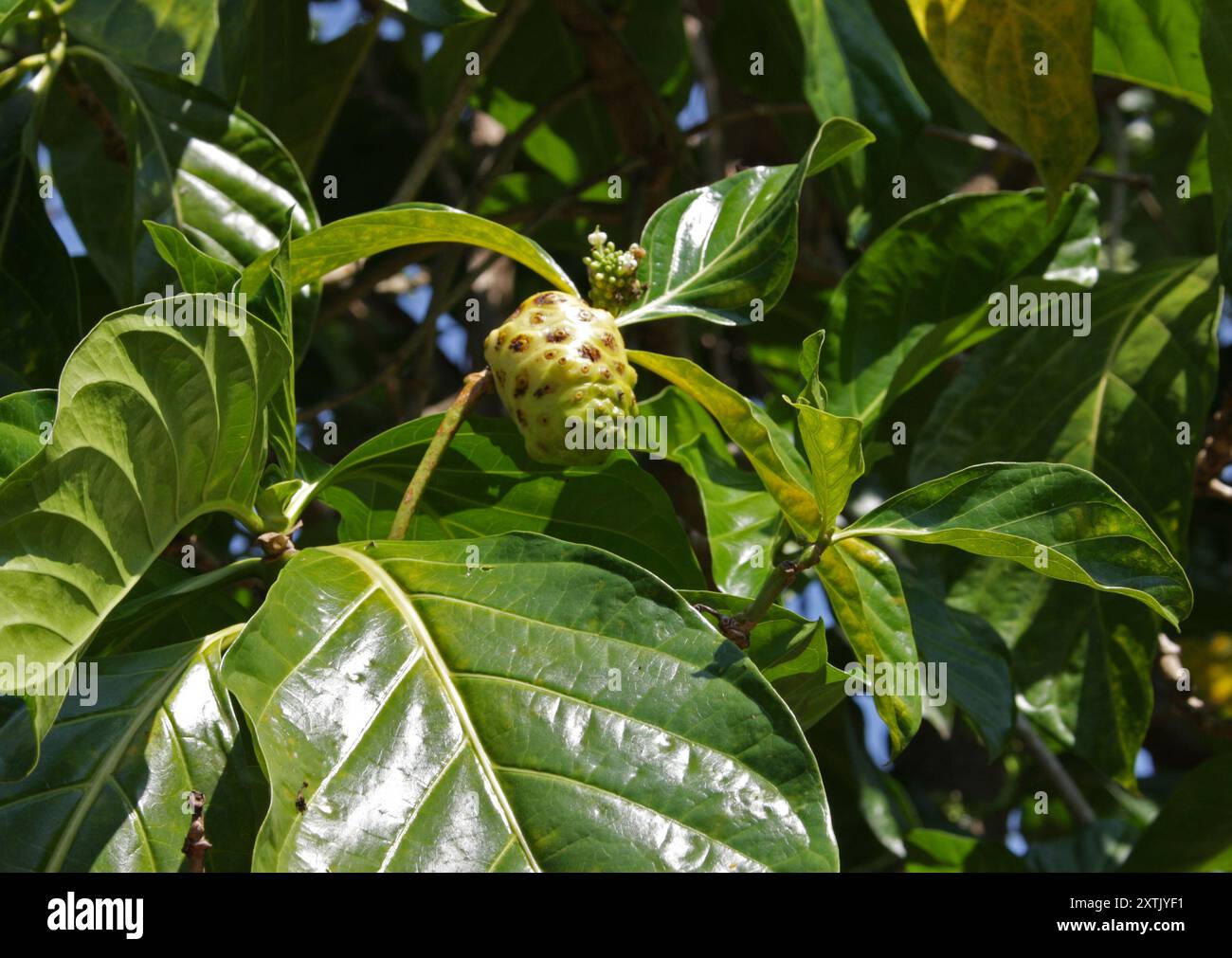 Great Morinda, Tahiti Noni oder indische Maulbeere, Morinda citrifolia, Rubiaceae. Kuba, Karibik. Heimisch in Südostasien. Stockfoto