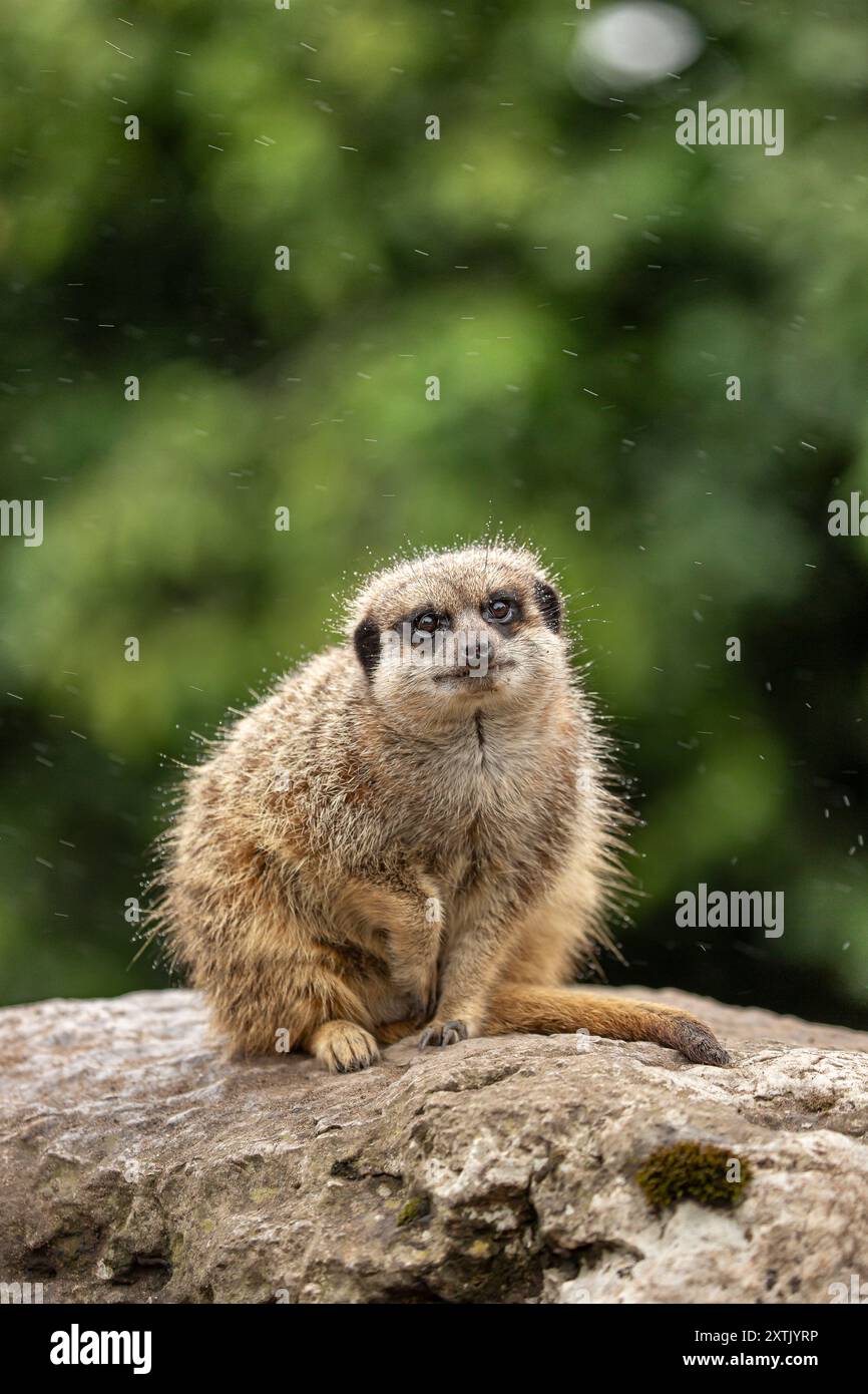 Dudley, Großbritannien. August 2024. Wetter in Großbritannien: Die Tiere im Dudley Zoo erleben heute häufige Schauertemperaturen im krassen Gegensatz zu den Rekordtemperaturen der letzten Tage. Ein Erdmännchen akzeptiert sein Schicksal von nassem Pelz, während Regen um ihn herum fällt. Quelle: Lee Hudson/Alamy Stockfoto