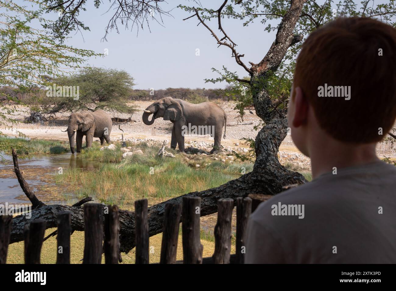 Junge auf Safari, der afrikanische Elefanten beim Trinken an einem Wasserloch in Namibia beobachtet. Stockfoto