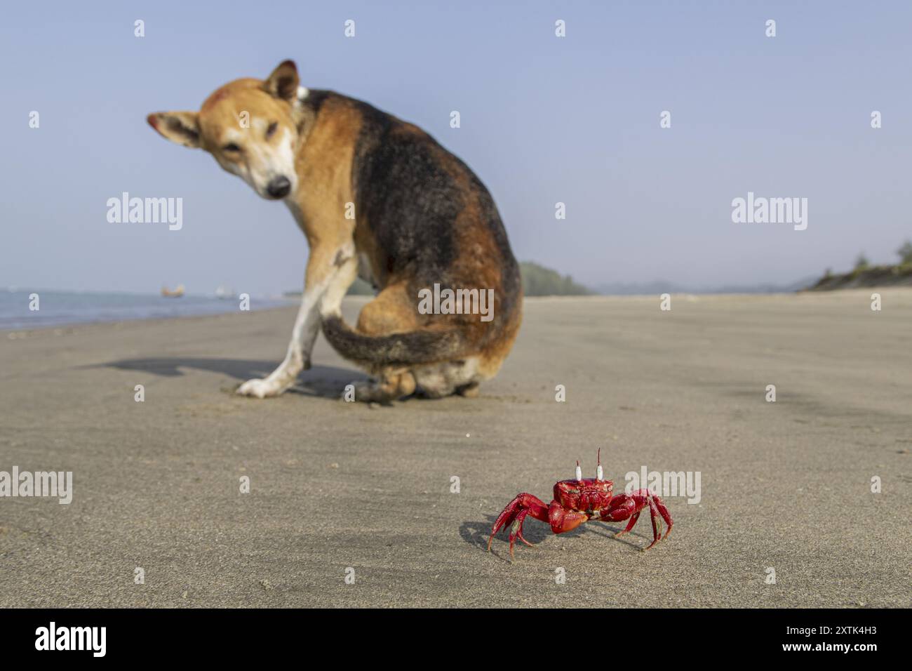 Eine rote Geisterkrabe und ein streunender Hund genießen einen Strand frei von Touristen in Cox's Bazar in Bangladesch. Die rote Geisterkrabbe wurde bedroht, da Touristen ihren Lebensraum verletzen. Die COVID 19-Pandemie und die darauf folgende Abwesenheit von Touristen haben den Krebsen jedoch eine wohlverdiente Chance gegeben, sich zu erholen. Stockfoto