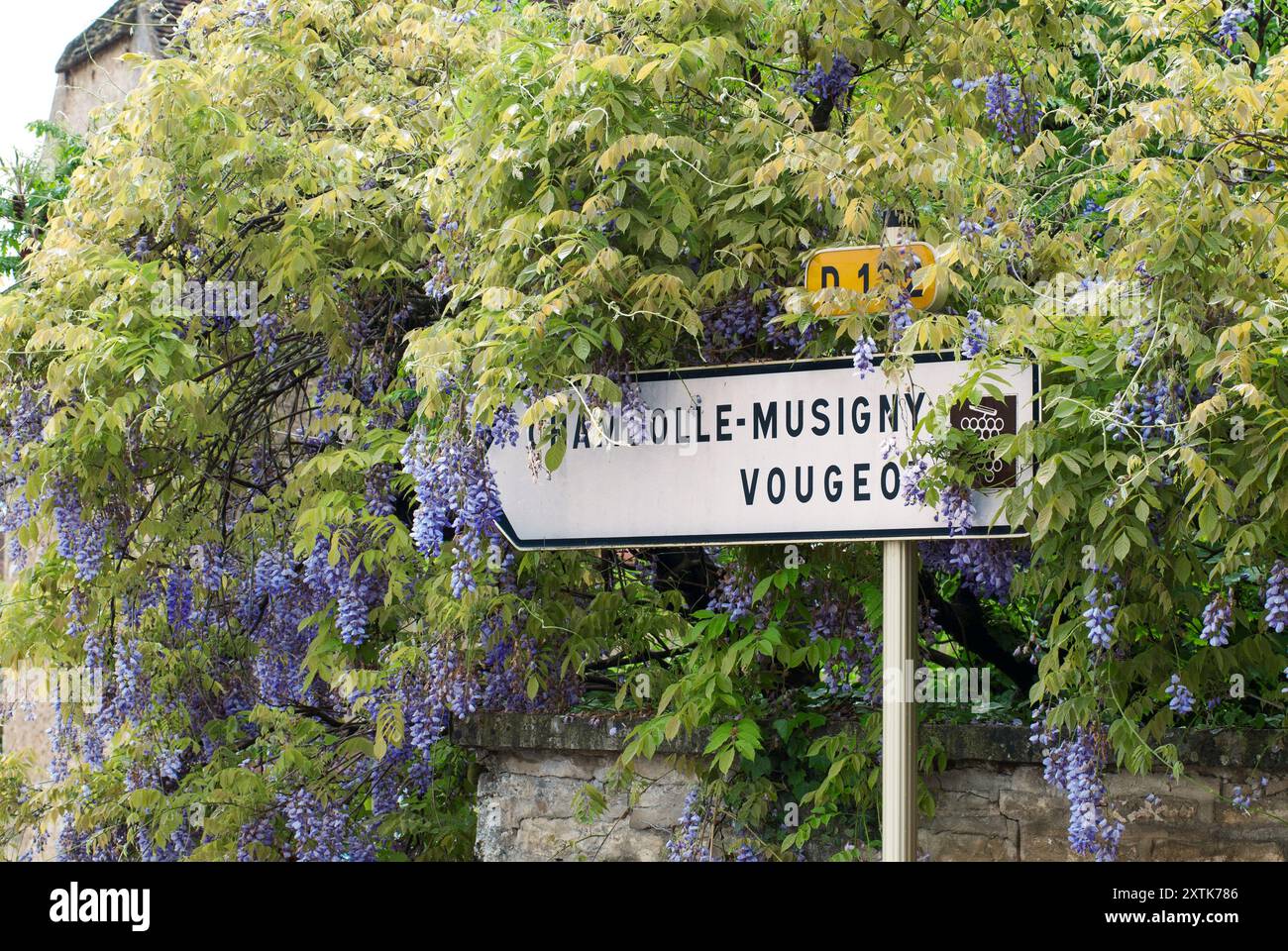 Straßenschild der französischen Weinstraße an der D122 Route des Grands Crus nach Chambolle-Musigny und Vougeot, umgeben von Glyzinien Cote d'Or Burgund Frankreich Stockfoto