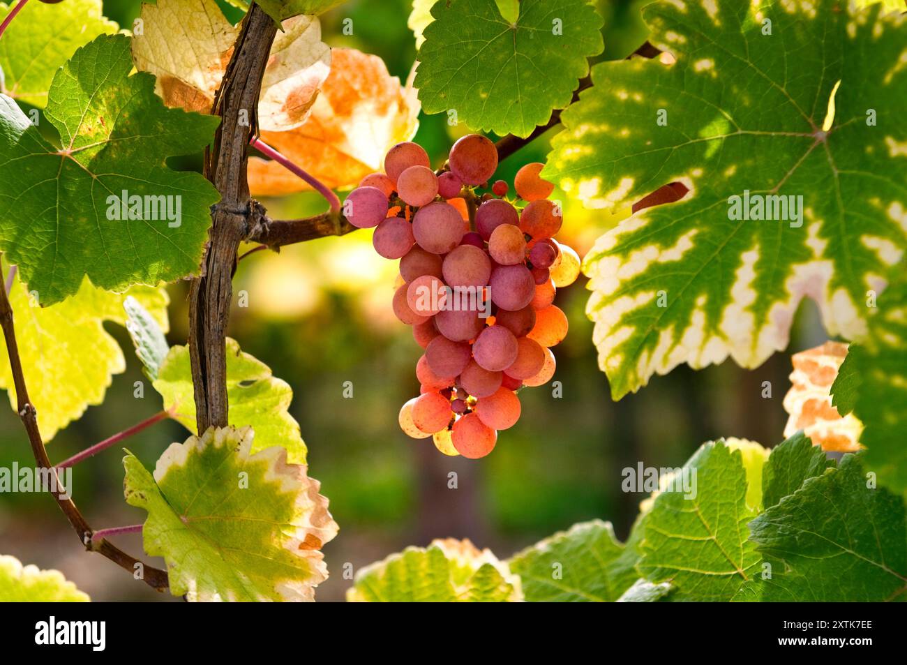Gewürztraminer reife Trauben in der Domaines Dopff Weinberg im herbstlichen Sonnenschein in der Nähe von Riquewihr, Elsass, Frankreich Stockfoto