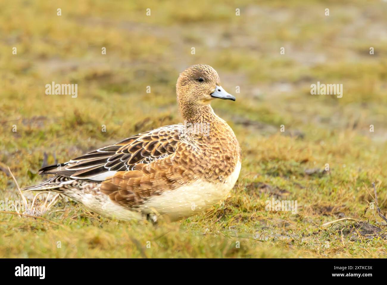 Wigeon Duck, Norfolk, Frühjahr 2024 Stockfoto