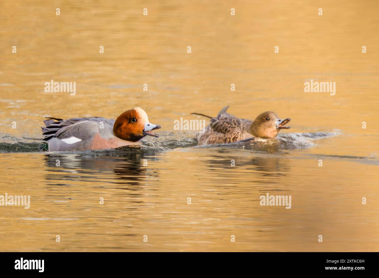 Wigeon Duck, Norfolk, Frühjahr 2024 Stockfoto