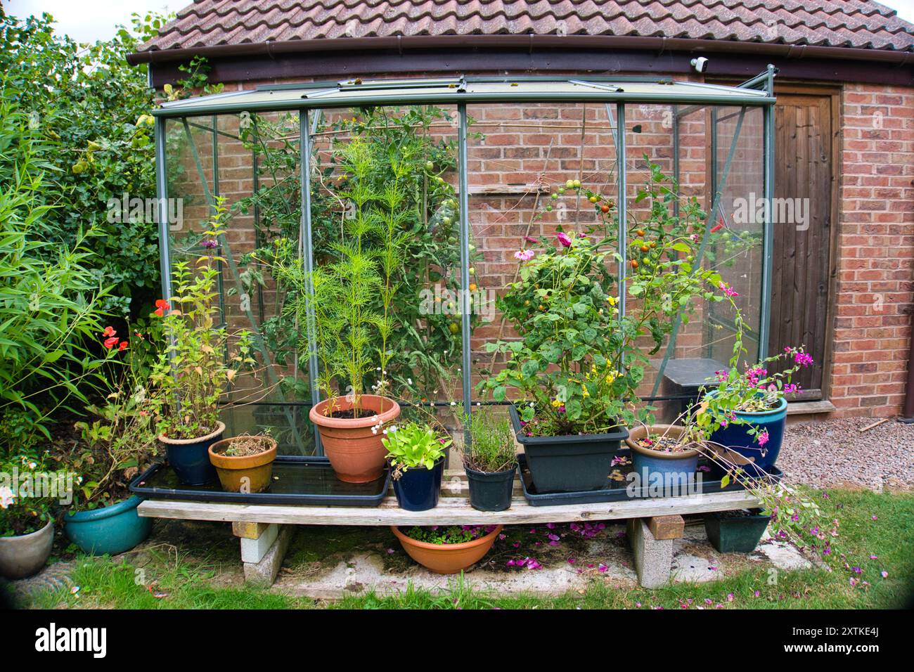Lehnen Sie sich an das Gewächshaus mit Tomatenpflanzen innen und verschiedenen Pflanzen in Töpfen auf einem Regal draußen Stockfoto