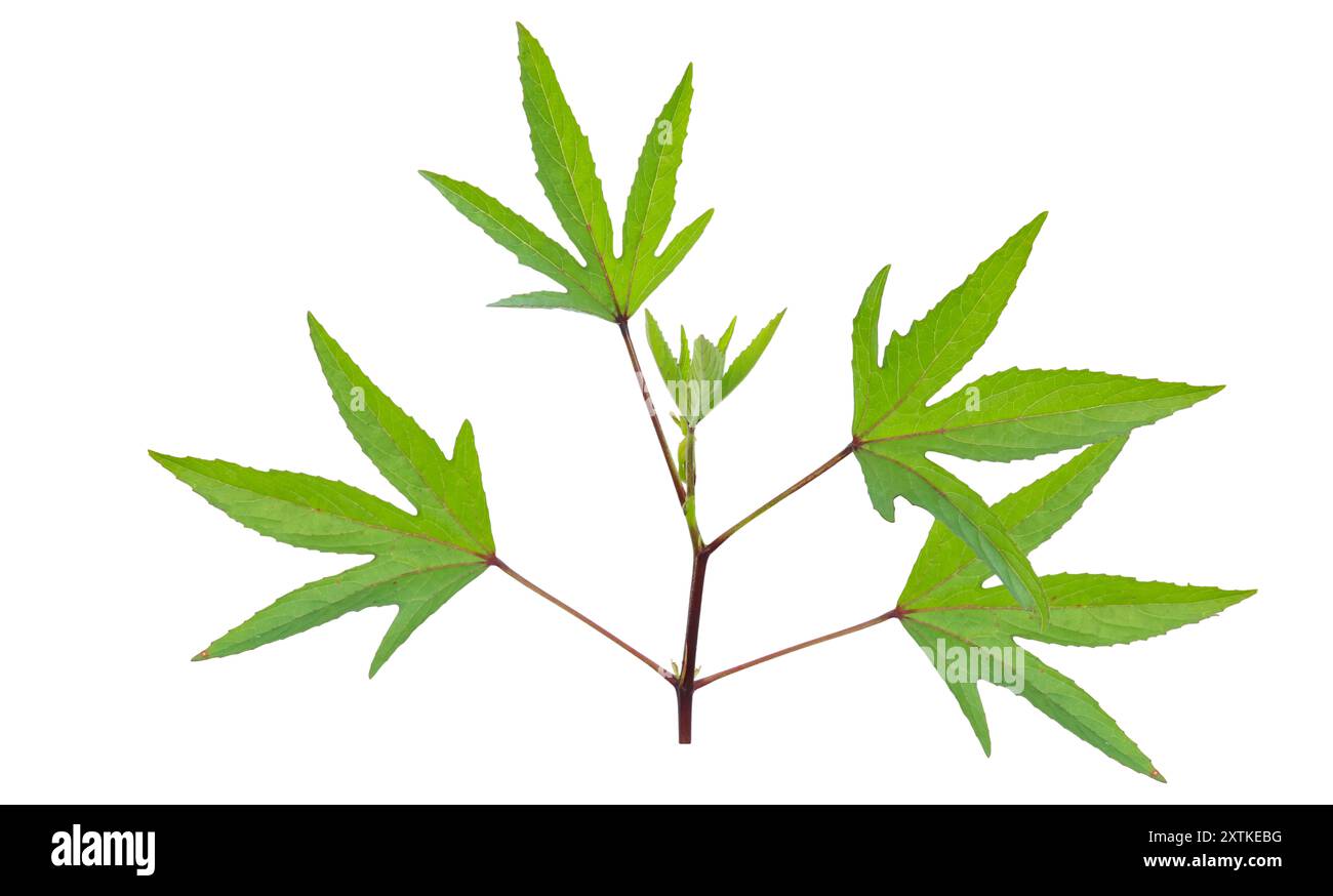 Schneiden Sie das Bild eines Roselblatts mit definierten Beschneidungspfaden aus, das auf einem kristallklaren weißen Hintergrund platziert wird, und betonen Sie die unterschiedlichen Kanten und Adern für eine nahtlose Verarbeitung Stockfoto