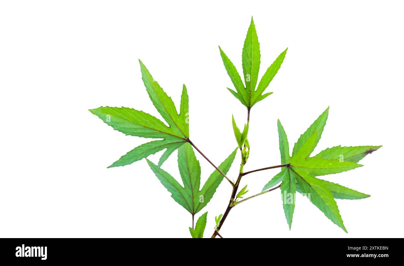 Schneiden Sie das Bild eines Roselblatts mit definierten Beschneidungspfaden aus, das auf einem kristallklaren weißen Hintergrund platziert wird, und betonen Sie die unterschiedlichen Kanten und Adern für eine nahtlose Verarbeitung Stockfoto