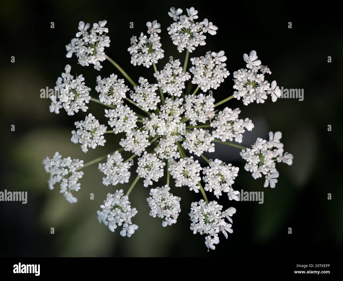 Wilde Karotten, gebräuchlicher Name wilde Karotten, ist eine sehr kleine wilde weiße Blume mit reichen Details in der Mitte und dann weichen Kanten, um die Tiefe zu erweitern Stockfoto