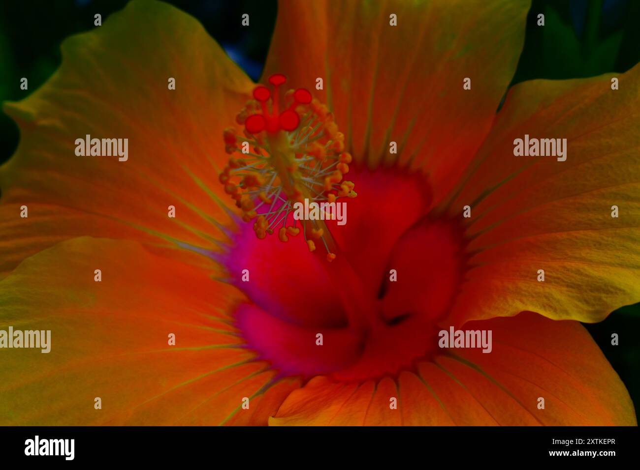 Blumen Stockfoto