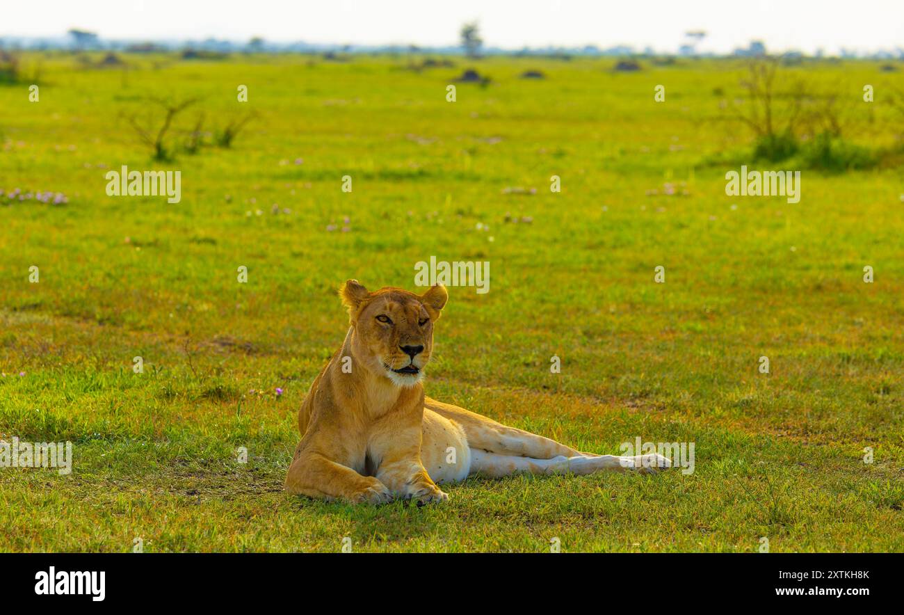 Löwin ruht in der westlichen Serengeti. Grumeti. Serengeti Nationalpark, Tansania. Stockfoto