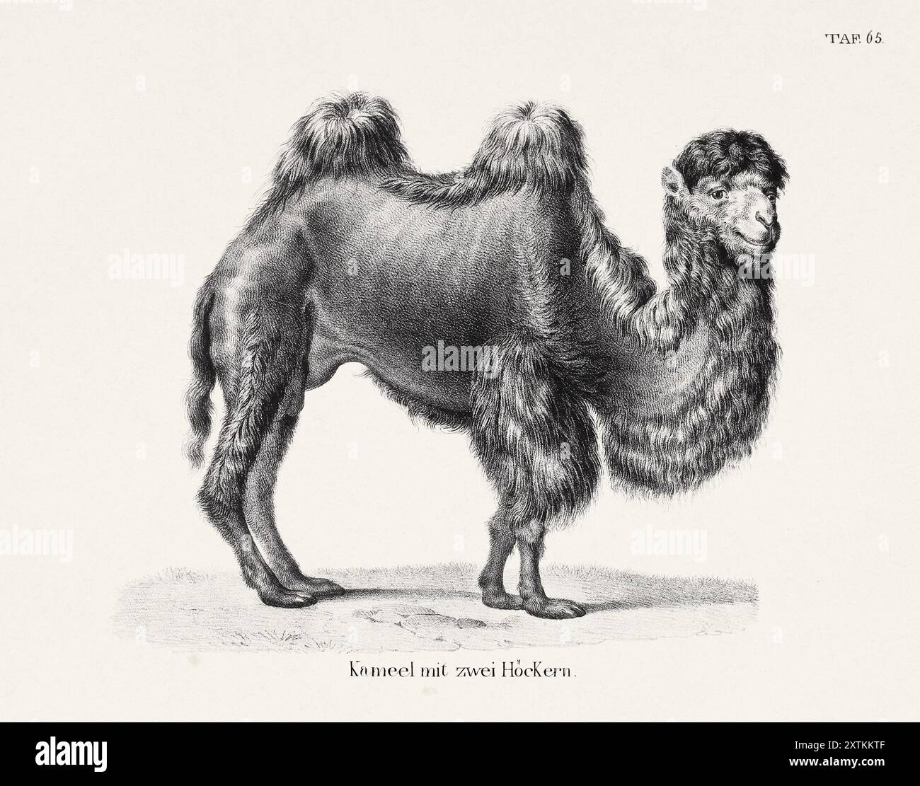 Kamel-Abbildung. Zoologische Lithographie. Naturkundekunst Stockfoto