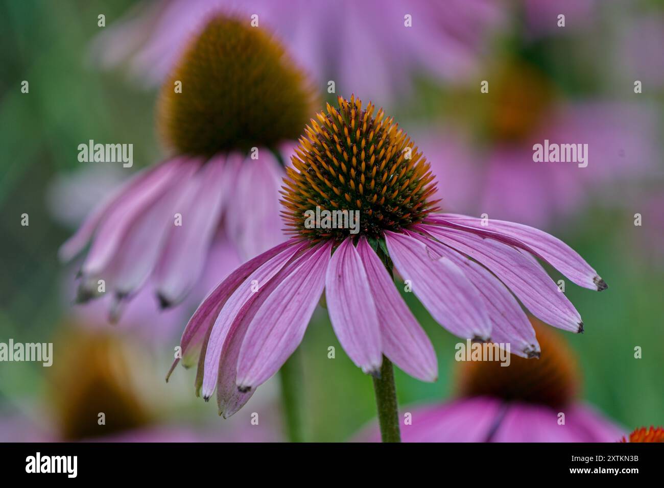 Üppige lila Fuchshandschuhblume Nahaufnahme Echinacea purpurea Stockfoto