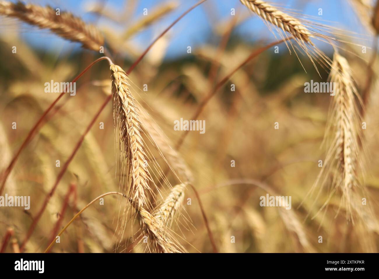 Hintergrund reifender Ohren des Roggenfeldes. Nahaufnahme der Natur. Erntekonzept. Landwirtschaftliche Nutzpflanzen. Ohren eines Roggenfeldes Nahaufnahme Stockfoto