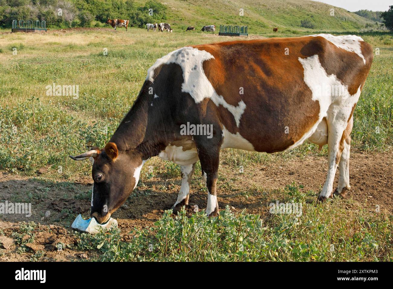 Milchkühe lecken ein blaues Kobalt und Jodsalz lecken draußen auf einer Weide, Saskatchewan, Kanada Stockfoto