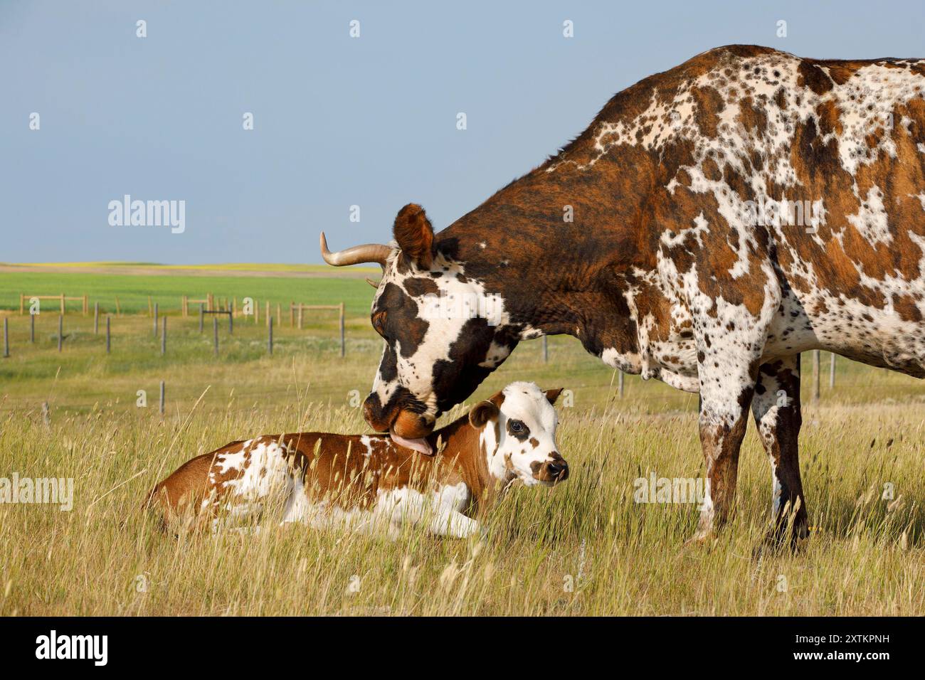 Mutterkuh pflegt Kalb mit ihrer Zunge draußen auf einer Wiese, Saskatchewan, Kanada Stockfoto