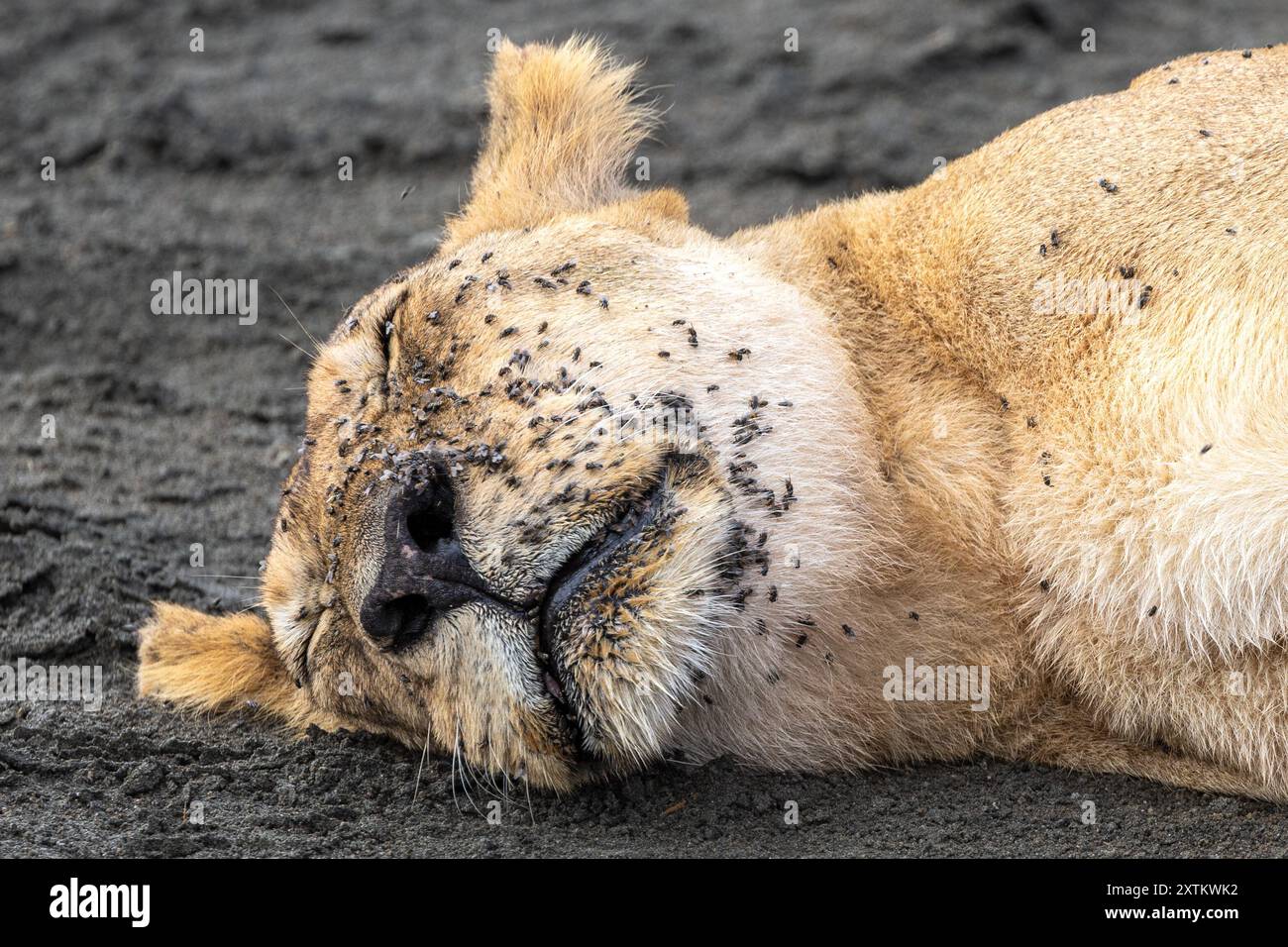 Löwin schläft mit Fliegen-Futter bedeckt, Ndutu Plains, Serengeti Nationalpark, Tansania Stockfoto