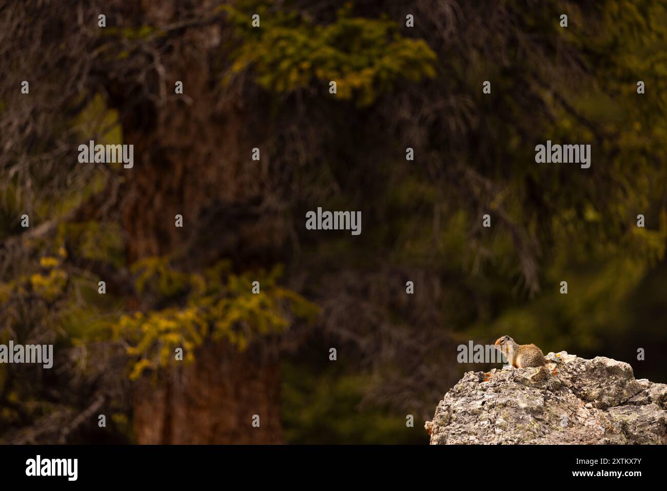 Weite Aufnahme eines Gopher, der auf einem Felsen sitzt. Stockfoto