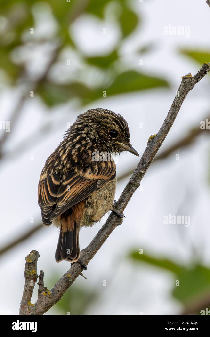 Ein Steinchen im Turvey Nature Reserve, Dublin. Dieser Vogel ernährt sich von Insekten, Samen und Beeren. Stockfoto