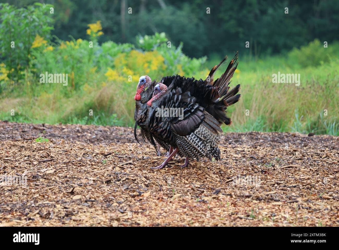 Wilde Truthühner, Paarungszeit Stockfoto