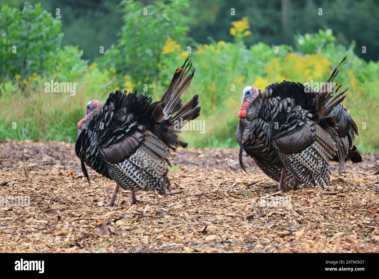 Wilde Truthühner, Paarungszeit Stockfoto
