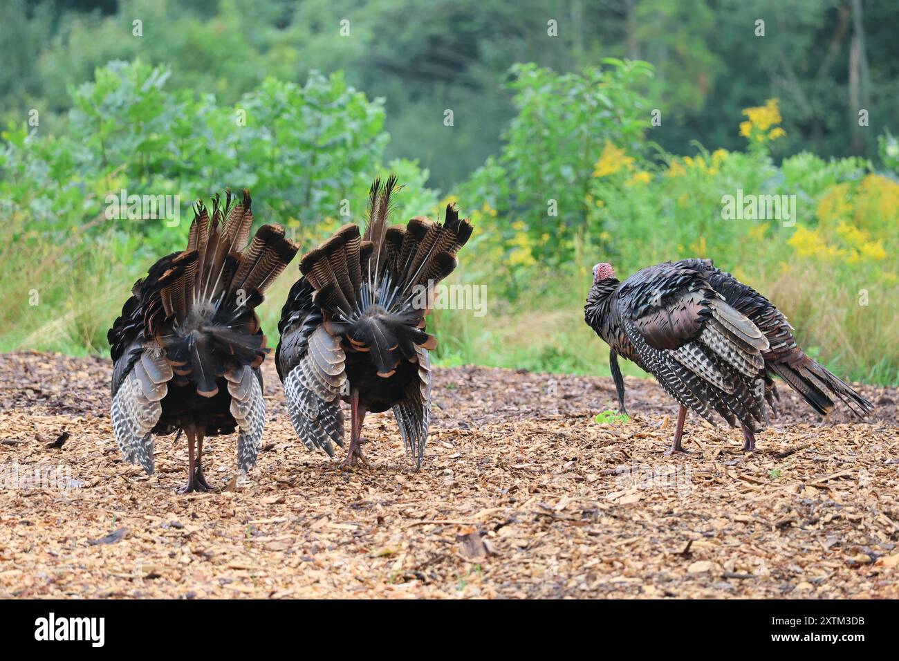 Wilde Truthühner, Paarungszeit Stockfoto